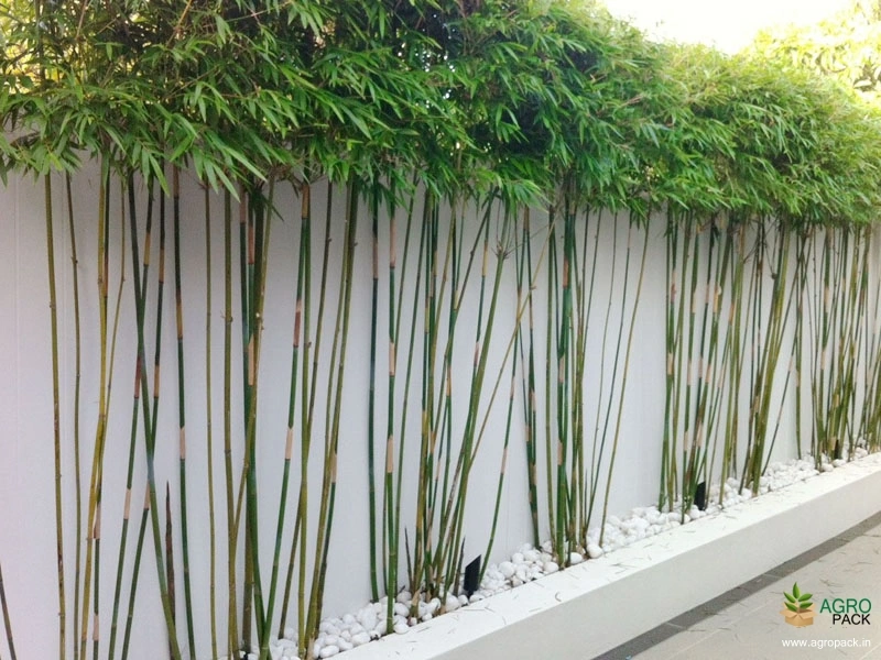 Pencil-Bamboo2