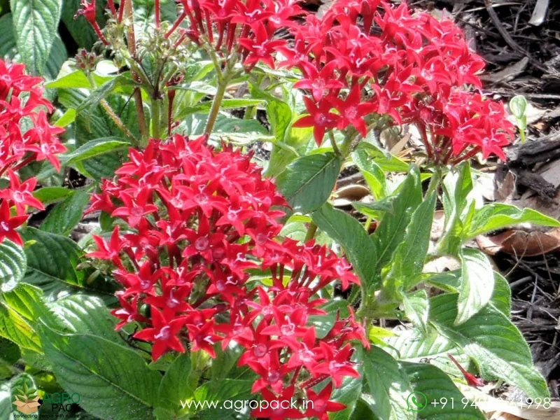 Pentas-lanceolata2