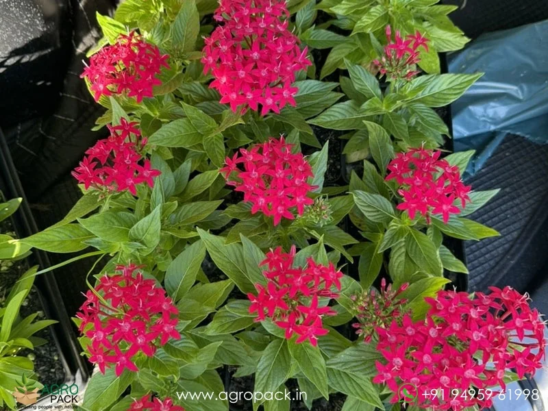 Pentas-lanceolata4