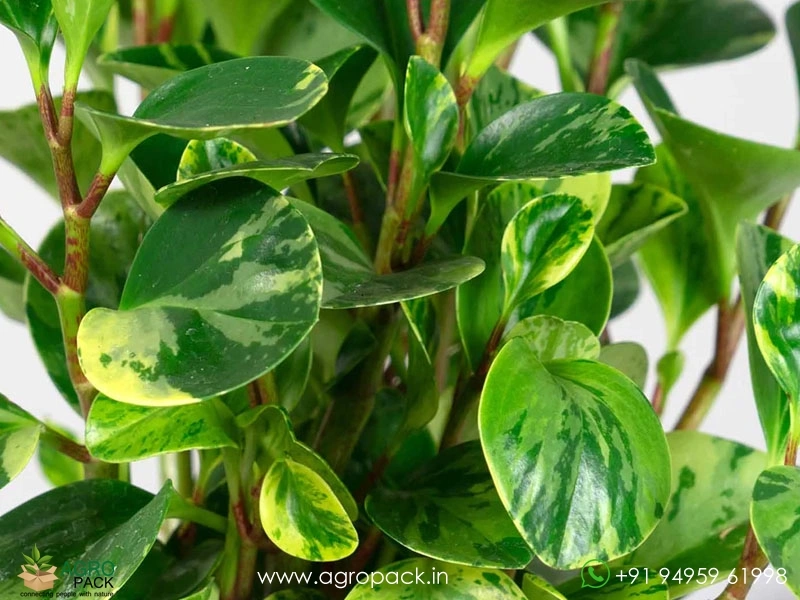 Peperomia-Marble2