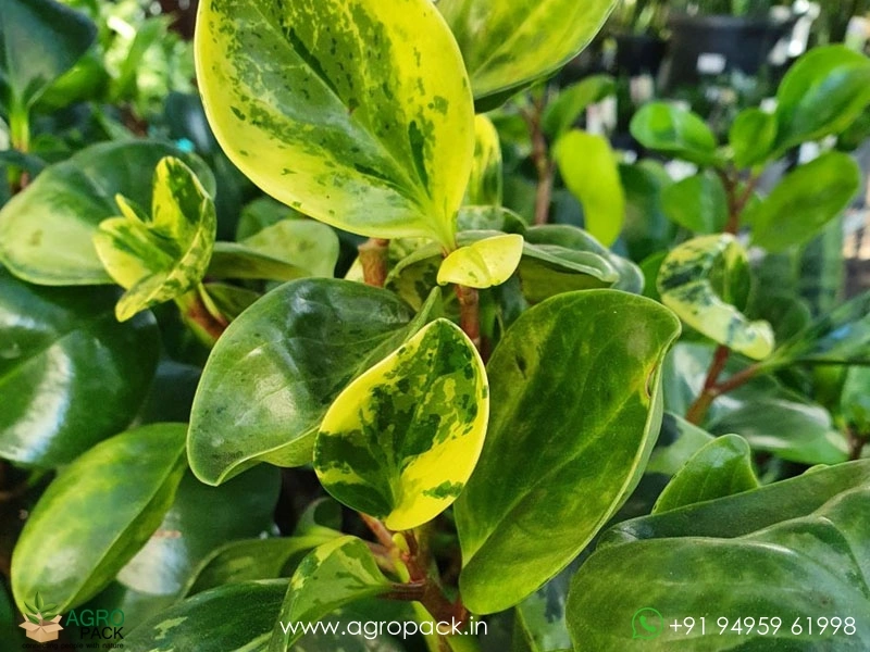 Peperomia-Marble4
