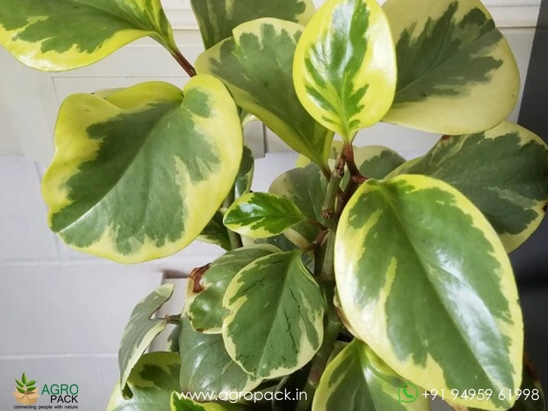 Peperomia-Marble5