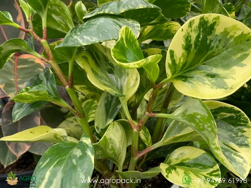Peperomia-Marble6