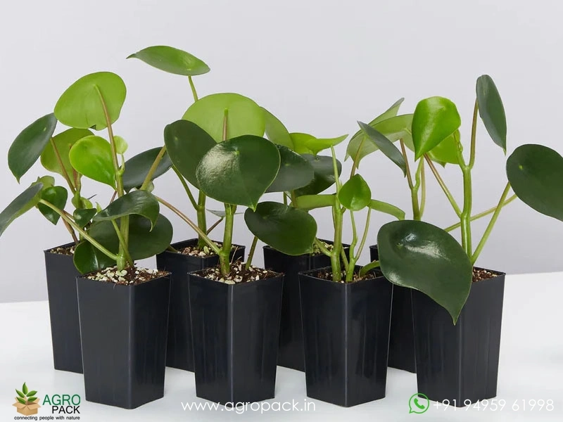 Peperomia-Polybotrya-Raindrop2