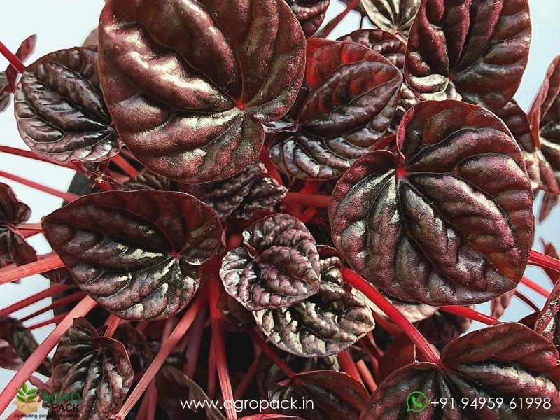 Peperomia-Red-Schumi3