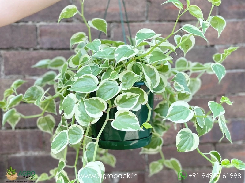 Peperomia-Scandens-Variegata2