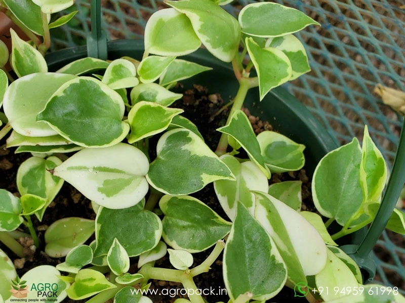 Peperomia-Scandens-Variegata4