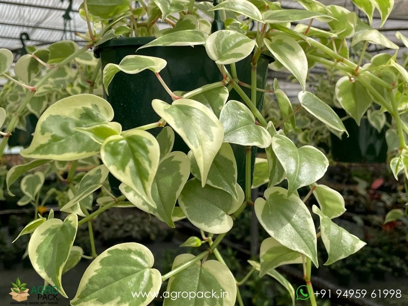 Peperomia-Scandens-Variegata6