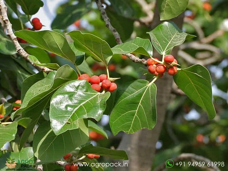 Peraal-Ficus-benghalensis-Indian-banyan1