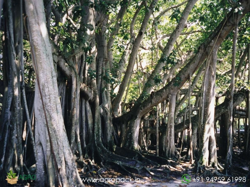 Peraal-Ficus-benghalensis-Indian-banyan2
