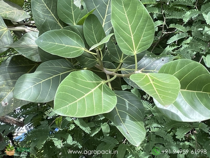 Peraal-Ficus-benghalensis-Indian-banyan3