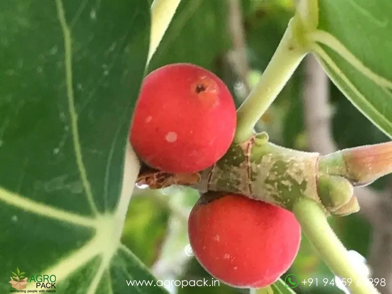 Peraal-Ficus-benghalensis-Indian-banyan4