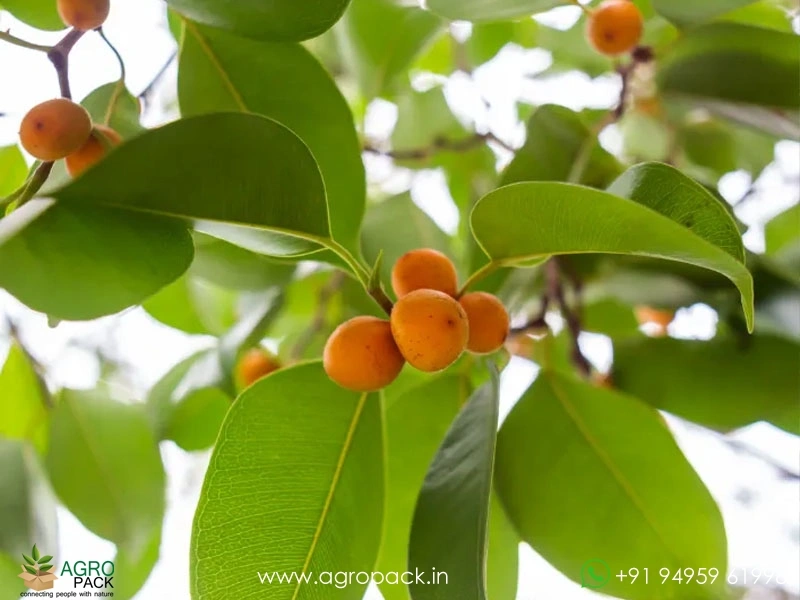 Peraal-Ficus-benghalensis-Indian-banyan5