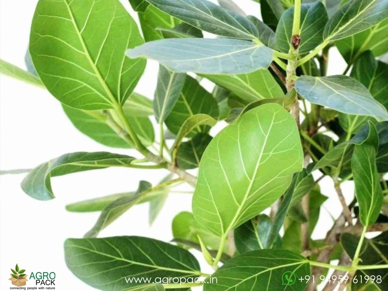 Peraal-Ficus-benghalensis-Indian-banyan6