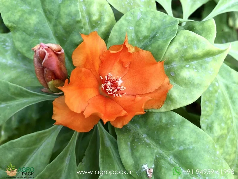 Pereskia-grandifolia-Orange-Cactus-Rose3