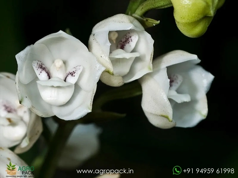 Peristeria-elata-Dove-Orchid2