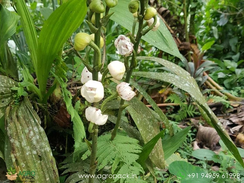 Peristeria-elata-Dove-Orchid4
