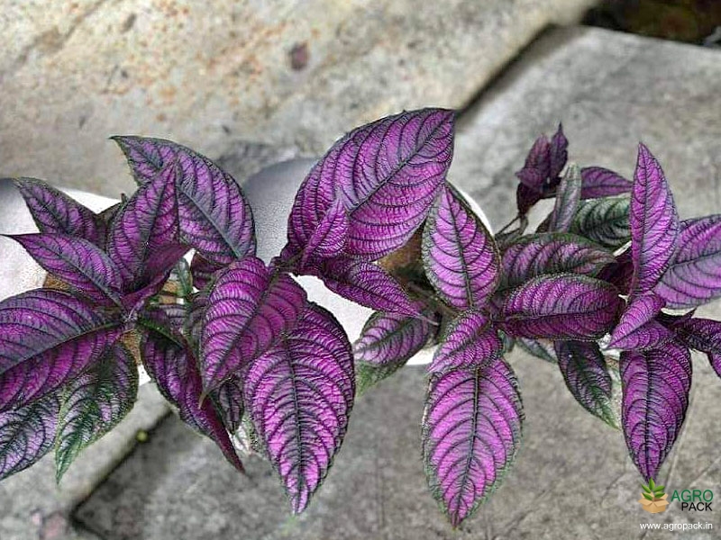 Persian-Shield2