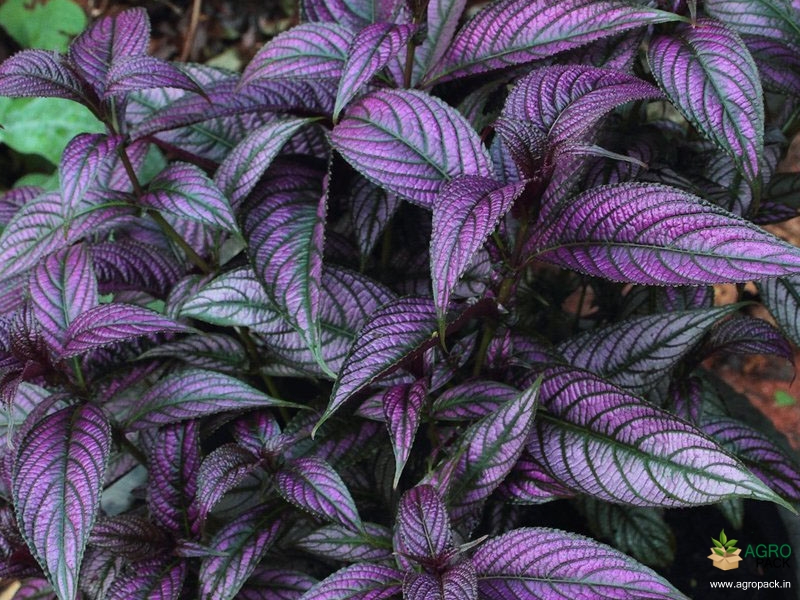 Persian-Shield3
