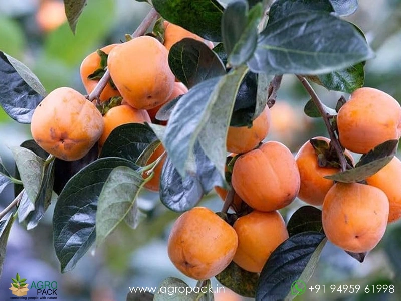 Persimmon1