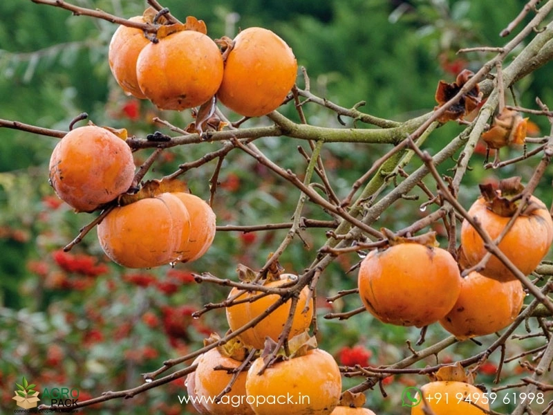 Persimmon2
