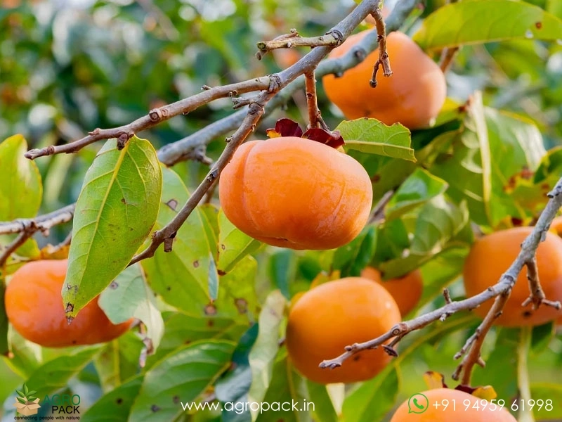 Persimmon3