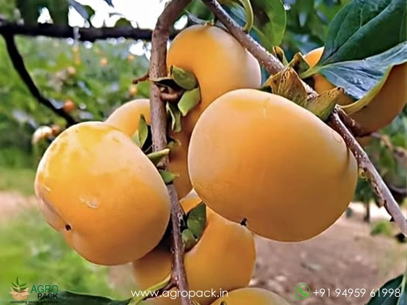 Persimmon4