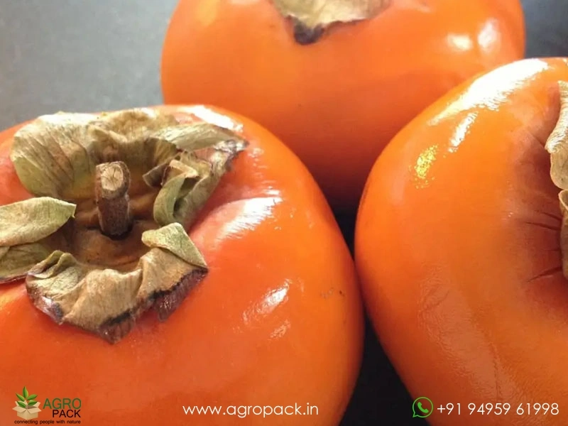 Persimmon5