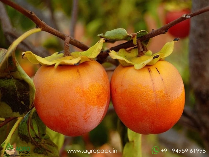 Persimmon6