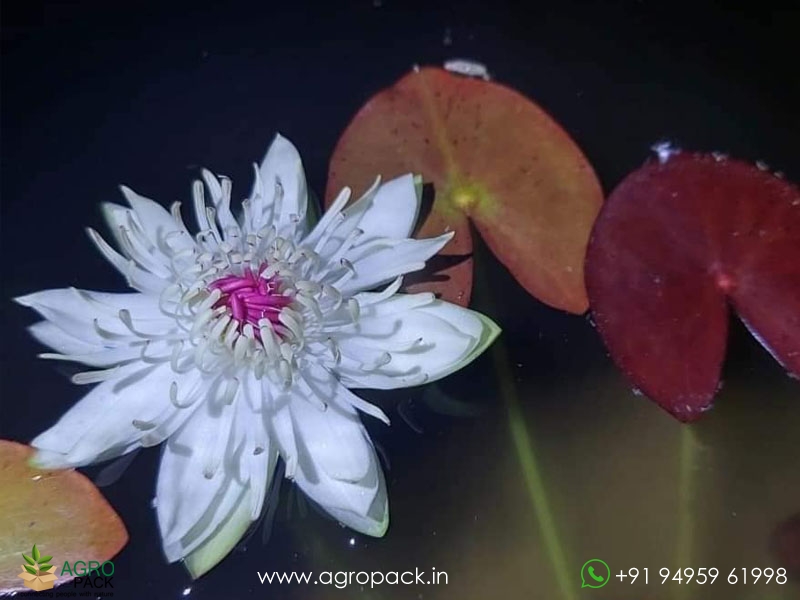 Peru-Puerto-Night-Bloomer-Waterlily1