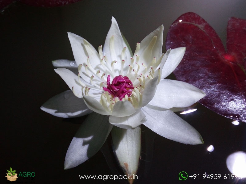 Peru-Puerto-Night-Bloomer-Waterlily3