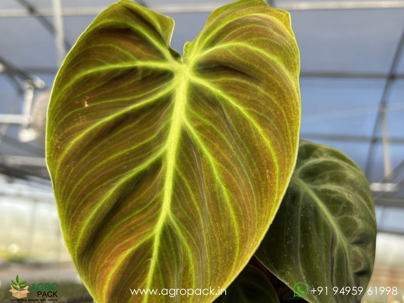 Philodendron--El-Choco-Red1