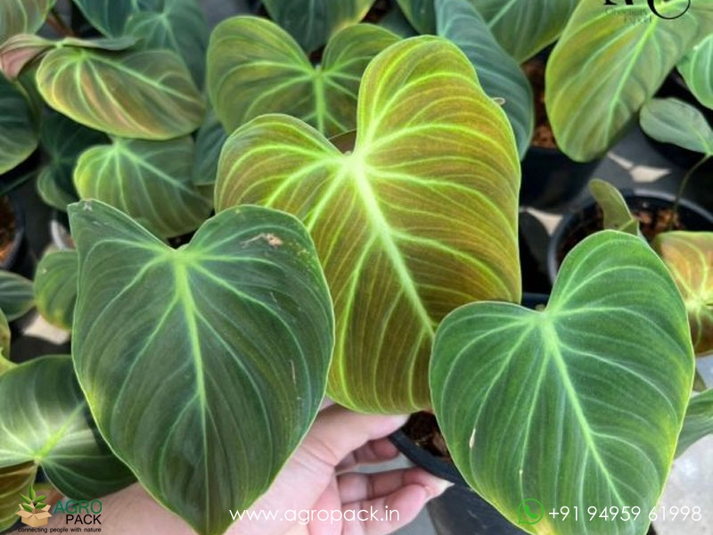 Philodendron--El-Choco-Red2