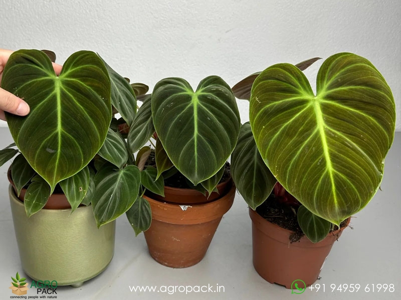 Philodendron--El-Choco-Red3