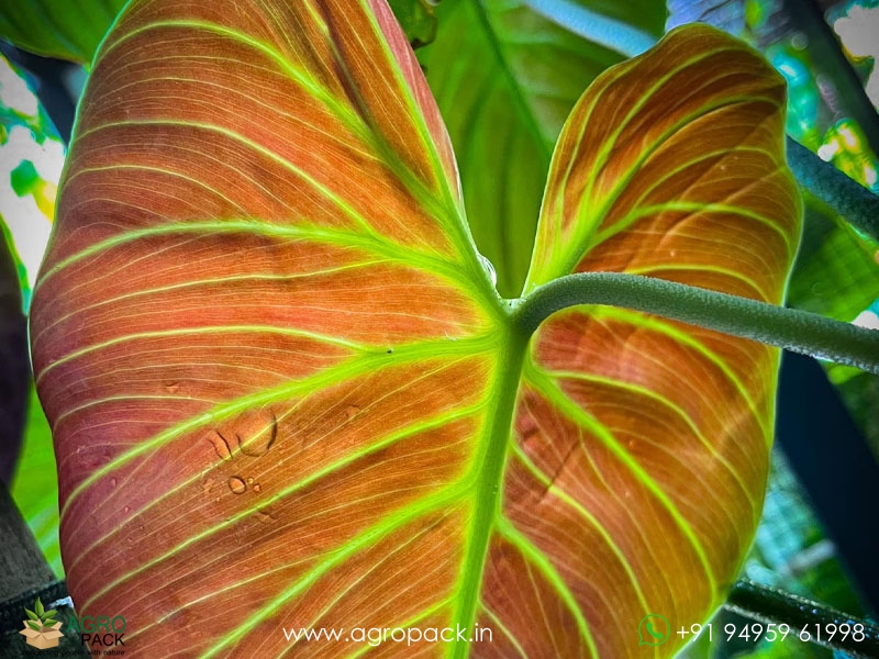 Philodendron--El-Choco-Red4