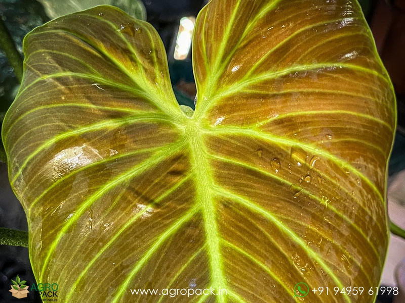 Philodendron--El-Choco-Red5