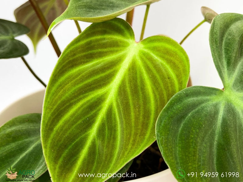 Philodendron--El-Choco-Red6