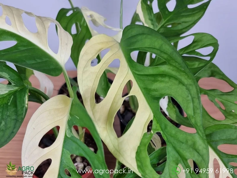 Philodendron-Adansonii-Variegated1