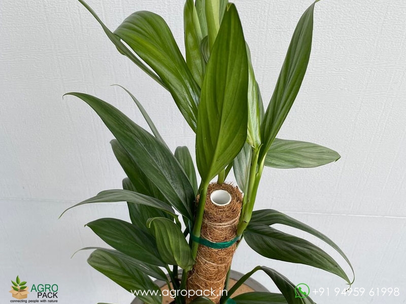 Philodendron-Amplissimum1