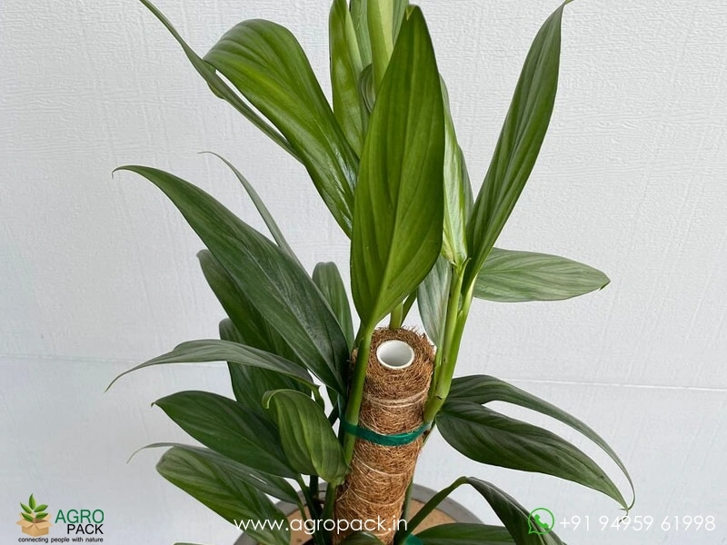 Philodendron-Amplissimum1