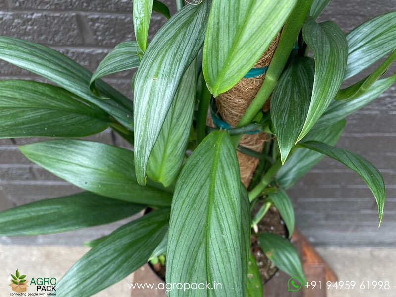 Philodendron-Amplissimum2
