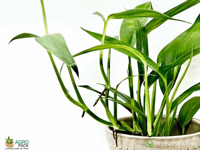 Philodendron-Amplissimum3