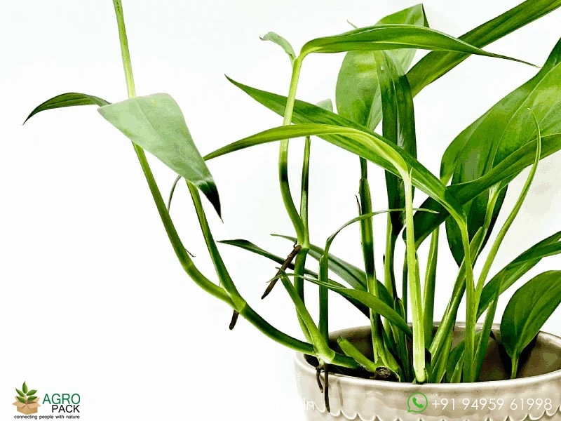 Philodendron-Amplissimum3
