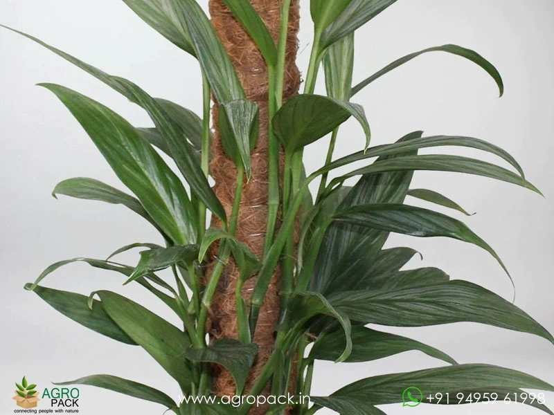Philodendron Amplissimum Plant For Sale In India | Online plant nursery