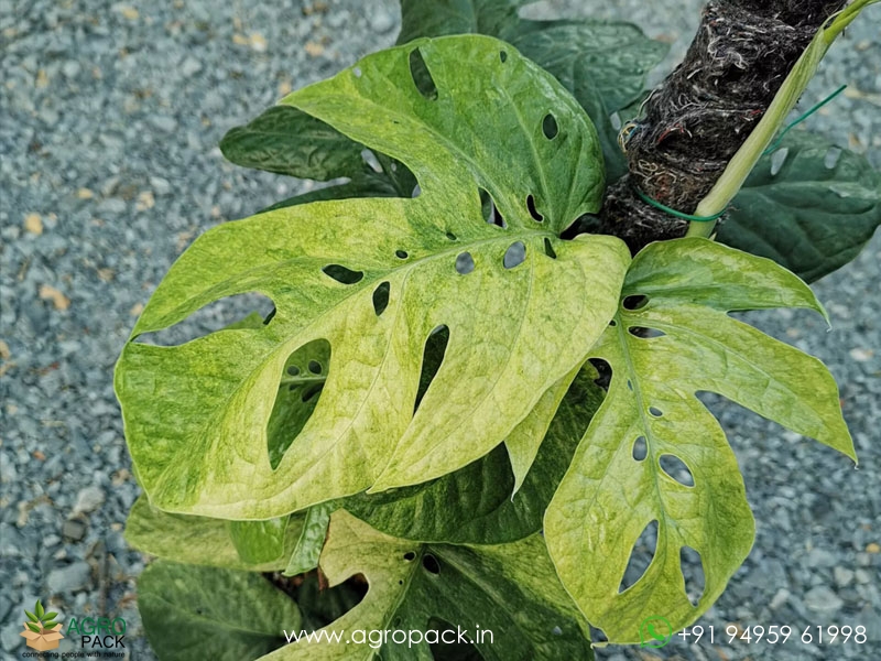 Philodendron-Amydrium-Medium-Mint-Variegated1