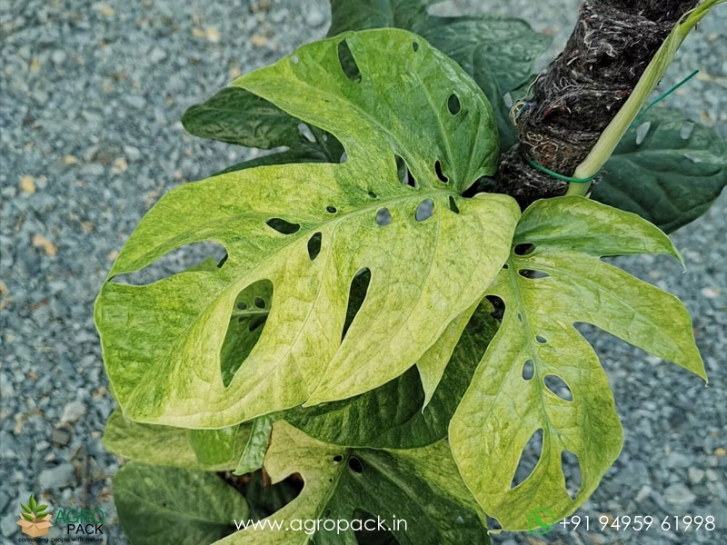 Philodendron Amydrium Medium Mint Variegated Plant For Sale In India |  Online plant nursery
