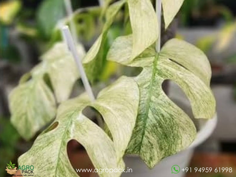 Philodendron-Amydrium-Medium-Mint-Variegated2