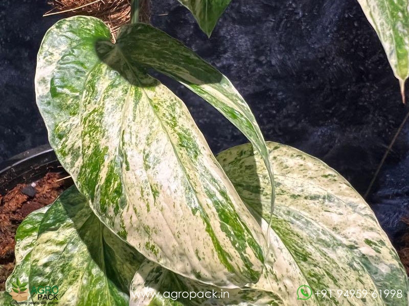 Philodendron-Amydrium-Medium-Mint-Variegated3