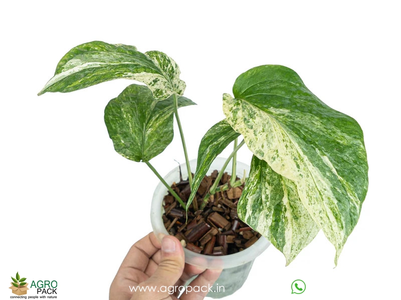 Philodendron-Amydrium-Medium-Mint-Variegated4