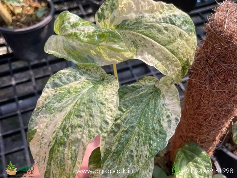 Philodendron-Amydrium-Medium-Mint-Variegated5